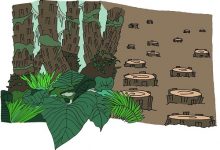 penebangan-pohon penebangan-pohon